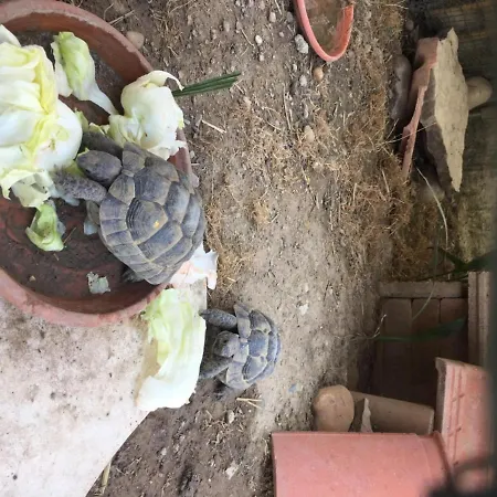 Pensión Les 3 Tortues *
