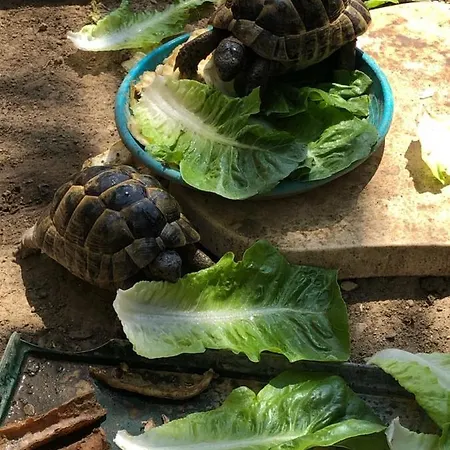 Pensión Les 3 Tortues Vendargues
